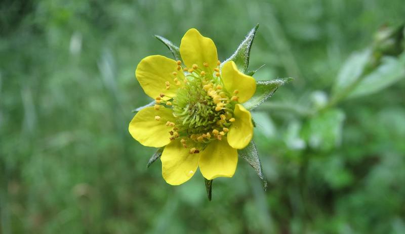 geum-urbanum-yellow-flower.jpg