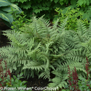 Ghost fern growing in shade