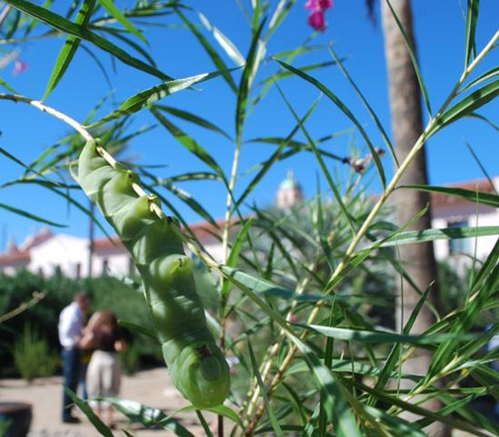 giant-hornworm-on-a-desert-willow.jpg