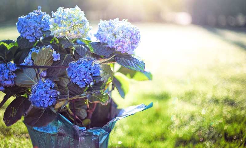 gift-hydrangea-with-foil-around-the-pot.jpg