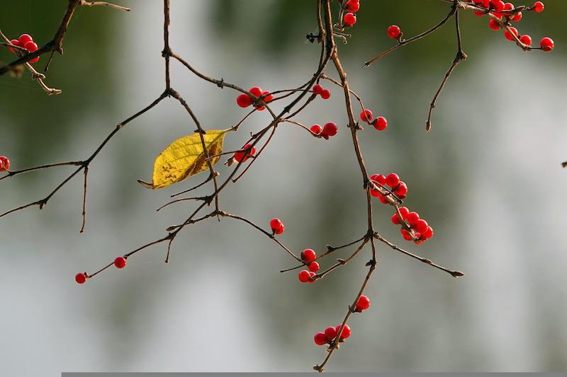 gold-and-silver-honeysuckle-tree-fruit-winter.jpg