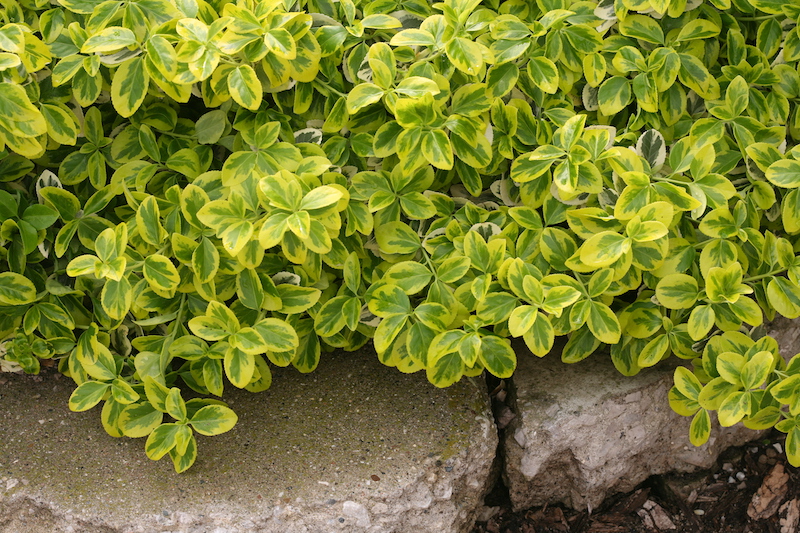 gold-splash-euonymus-foliage.jpg