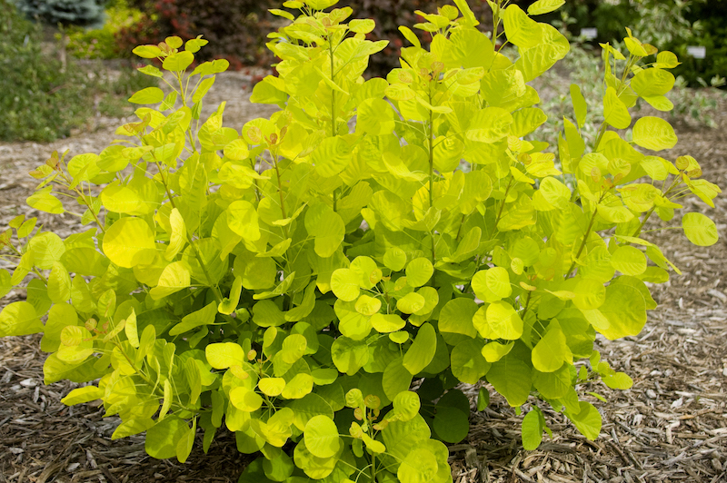 golden-spirit-smokebush-planting.jpg