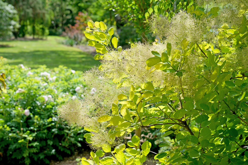 golden-spirit-smokebush-specimen-planting.jpg