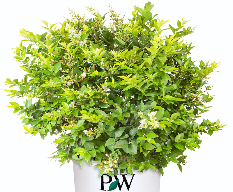 golden-ticket-ligustrum-in-nursery-pot.jpg