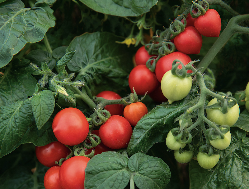  Rare Purple Blue Indigo Rose Tomato About 20 Seeds : Patio,  Lawn & Garden