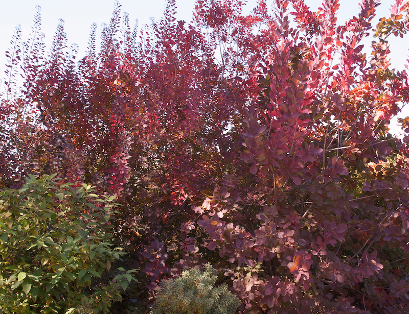 grace-smokebush-in-the-landscape.jpg