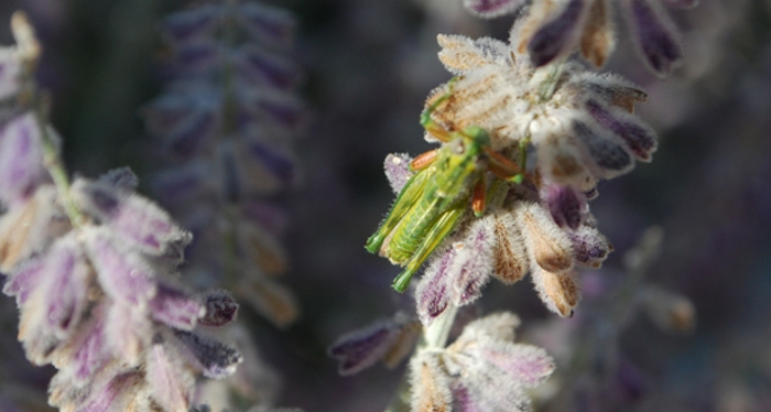 grasshopper-appears-to-be-eating-our-russian-sage.jpg