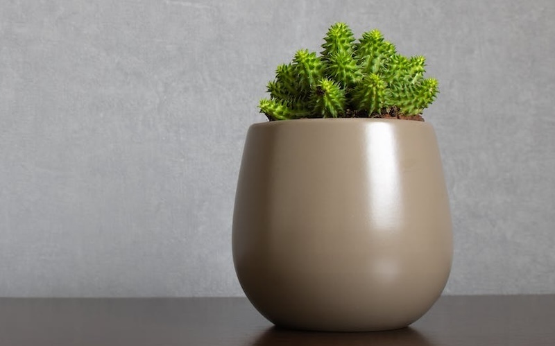 green-euphorbia-susannae-succulent-plant-growing-in-ceramic-vase.jpg