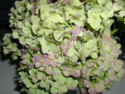 green-hydrangea-compressor.jpg