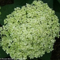 Green Hydrangeas