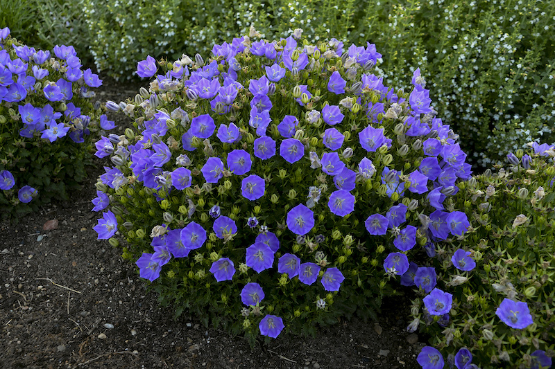 grouping-of-rapido-blue-carpathian-bellflower.jpg