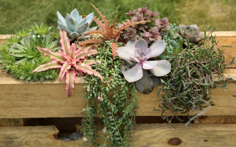 growing-echeveria-outdoors.jpg