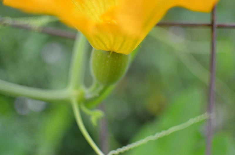 growing-squash-fruit.jpg