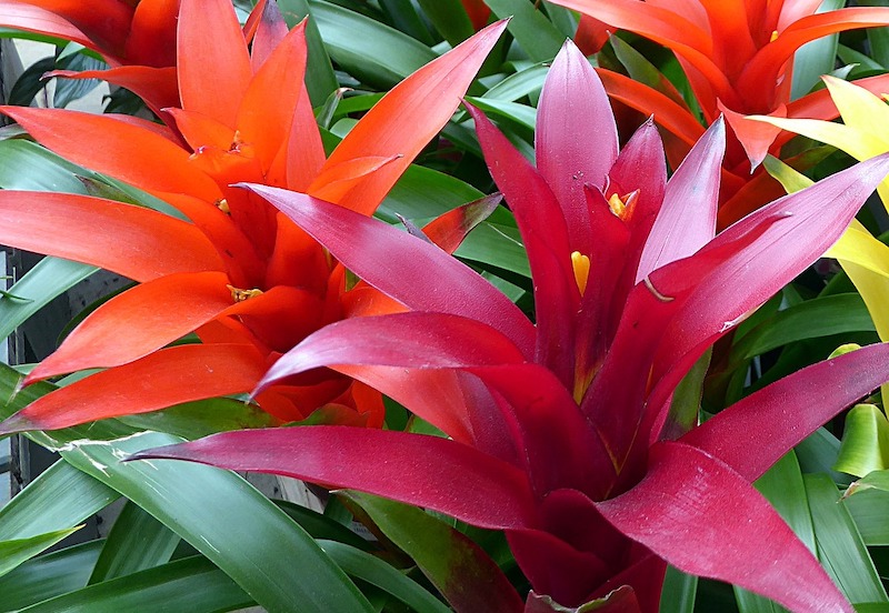 guzmania-bromeliads-blooming-outdoors.jpg