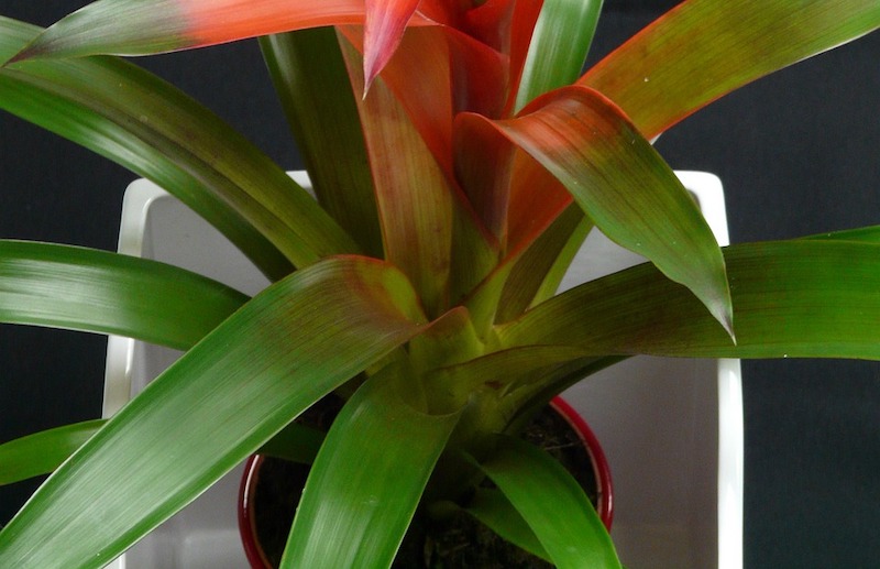 guzmania-pot-placed-in-white-decorative-container.jpg