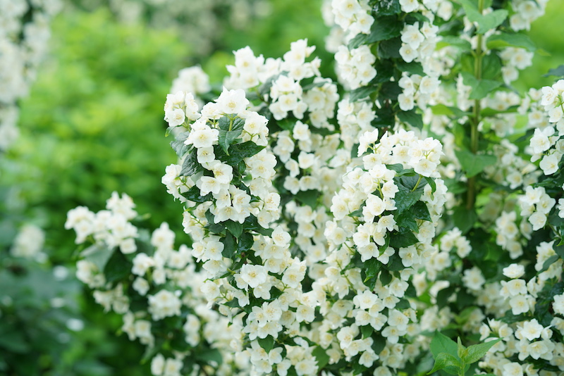 habit-and-blooms-of-illuminati-tiny-tower-mockorange.jpg