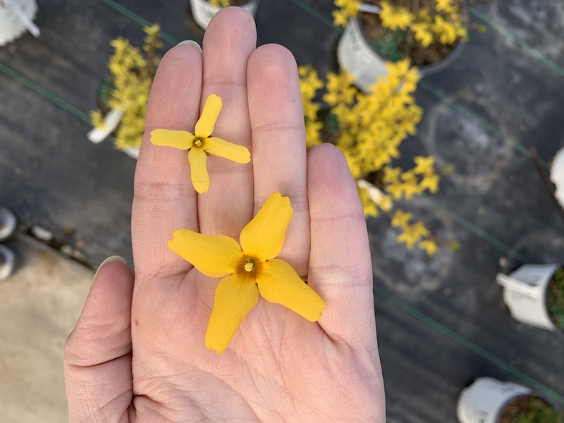 hand-holding-two-sizes-of-forsythia-flowers.jpg