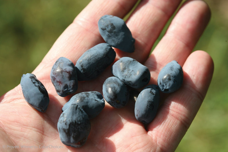 handful-of-yezberry-haskap-berries.jpg