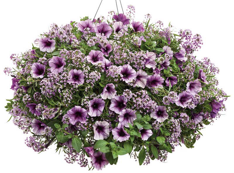 hanging-basket-containing-petunias-and-sweet-alyssum.jpg