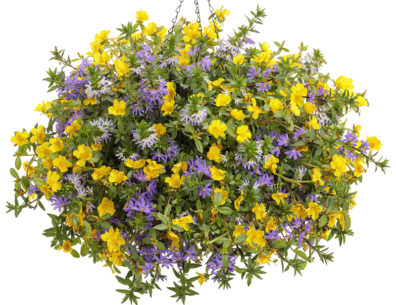 hanging-basket-planted-with-yellow-purslane-and-whirlwind-fan-flower.jpg