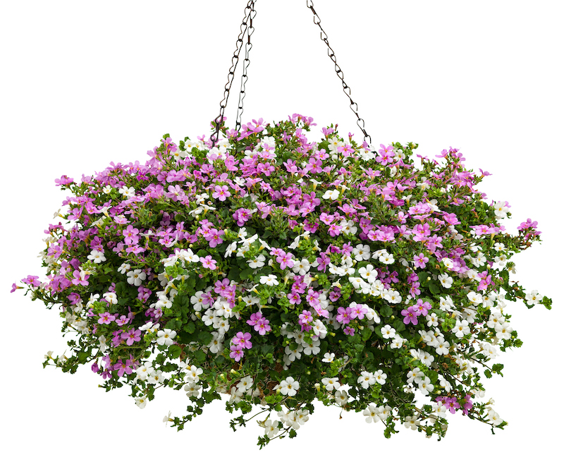 hanging-basket-with-mixed-bacopa-planting.jpg