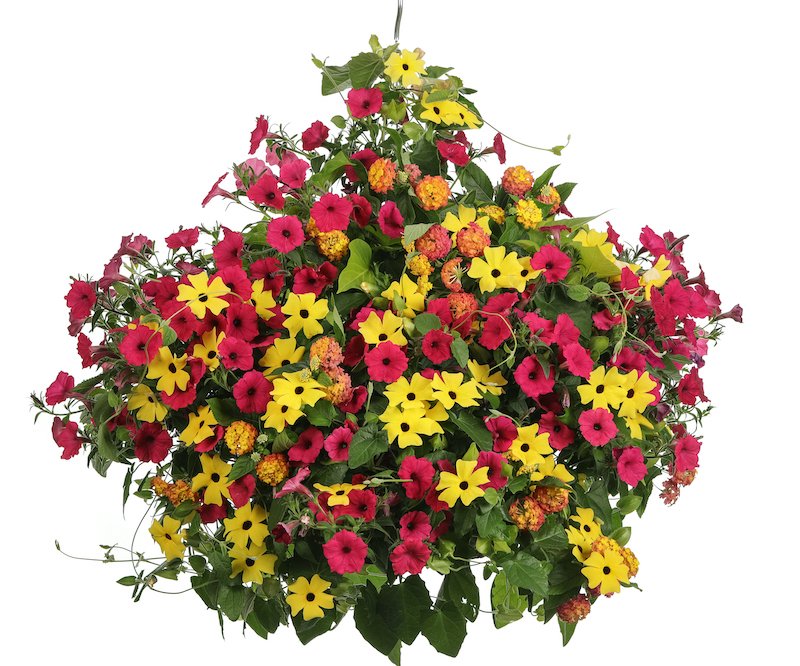 hanging-basket-with-yellow-thunbergia.jpg