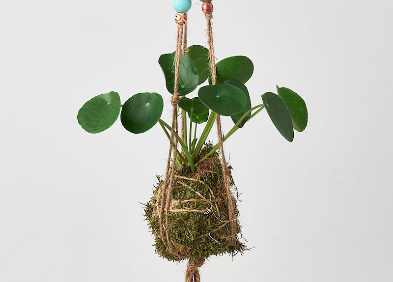 hanging-planter-holding-pilea.jpg