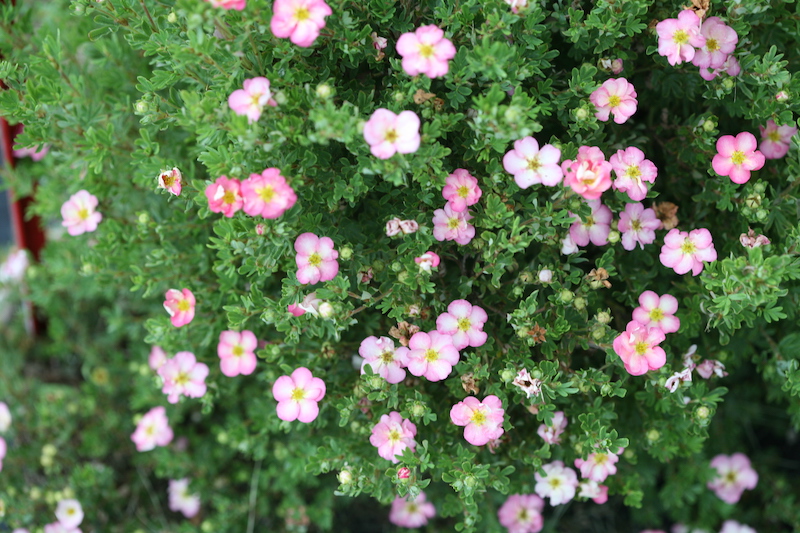 happy-face-hearts-potentilla-in-bloom.jpg