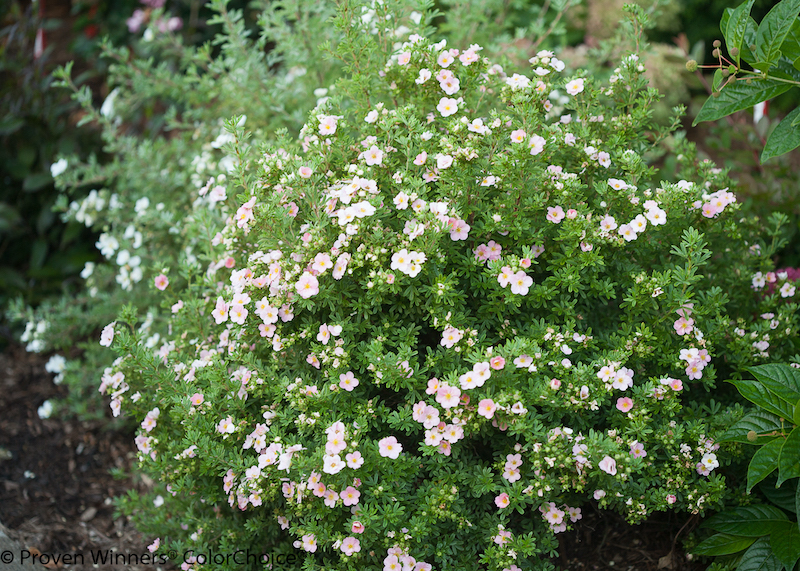 happy-face-pink-paradise-potentilla-shrub.jpg