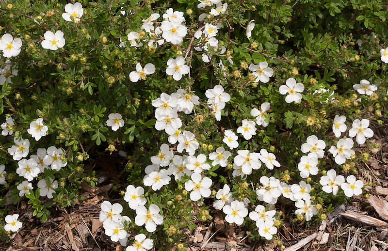 happy-face-white-potentilla-in-bloom.jpg