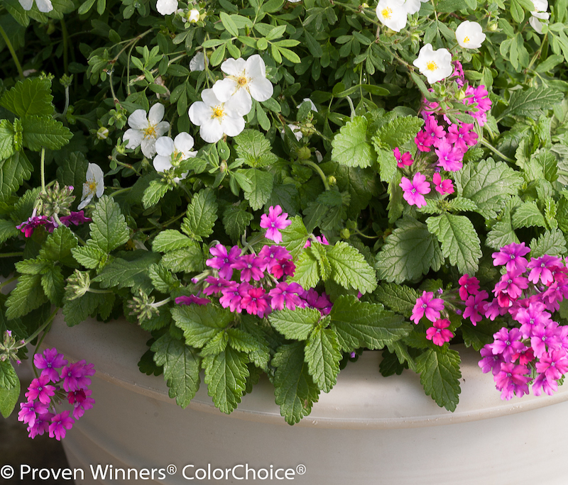 happy-face-white-potentilla-potted-with-verbena.jpg