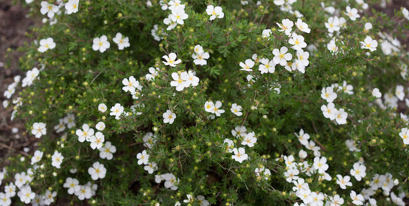 happy-face-white-potentilla-shrub.jpg