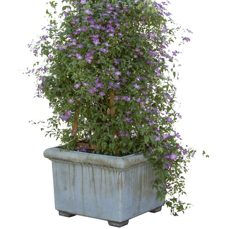 happy-jack-clematis-in-a-square-pot.jpg