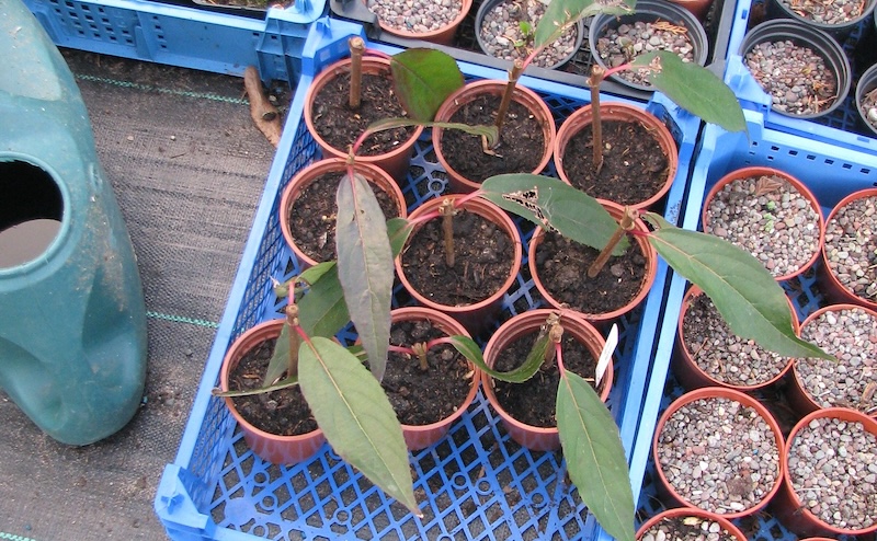 hardwood-cuttings-of-viburnum-erubescens-rooted-over-winter.jpg