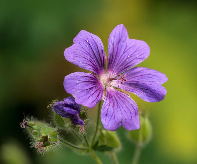 hardy-geranium-flower.jpg