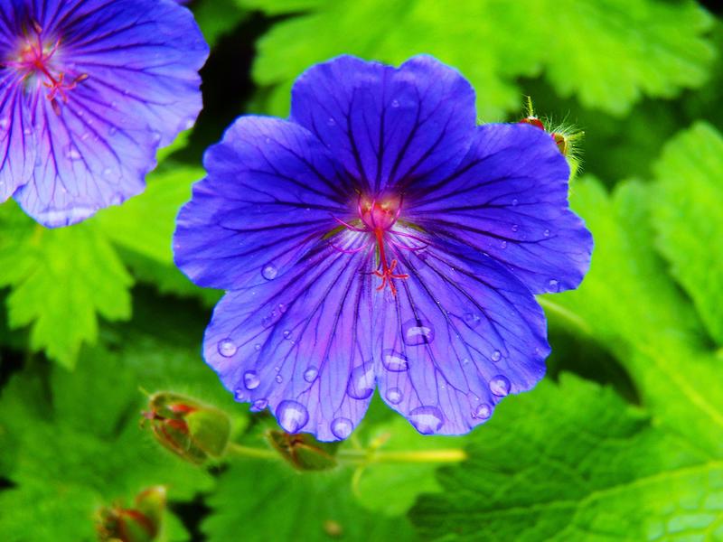 How to save geranium if the flower wilted