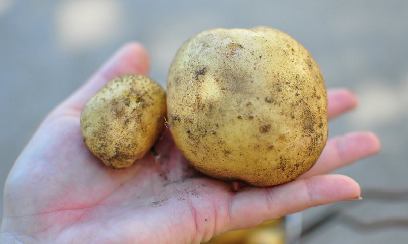 harvested-potato-size.jpg