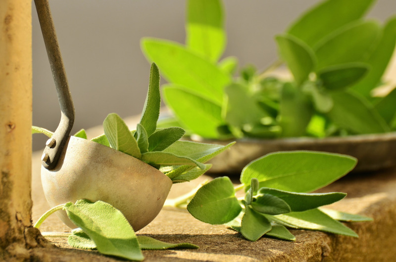 harvested-sage-leaves.jpg