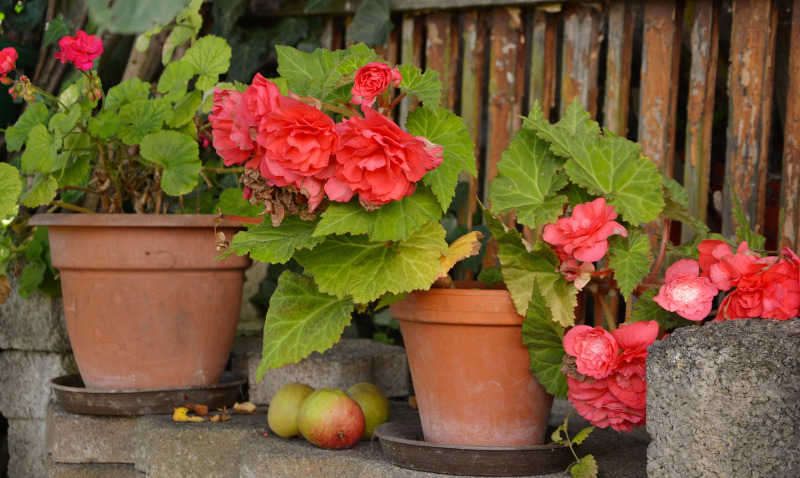 healthy-begonias-growing-in-pots.jpg