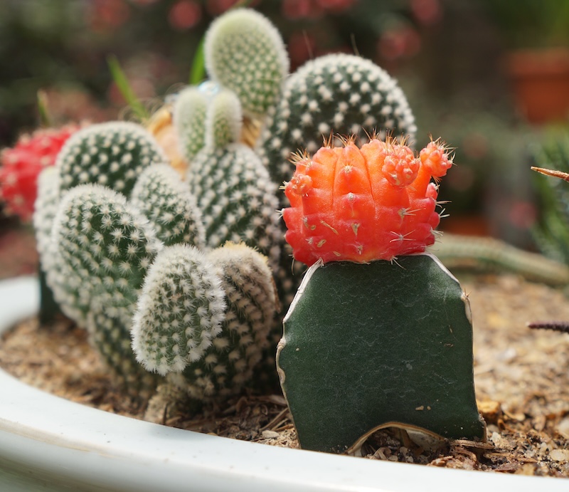 healthy-cactus-houseplant-in-bloom.jpg