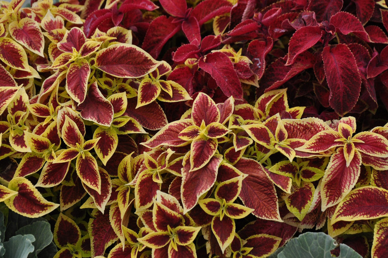 healthy-coleus-plants.jpg