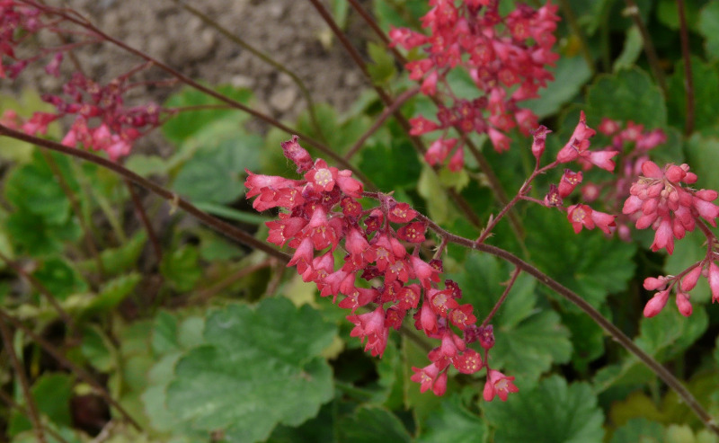 healthy-coral-bells-plant-flowering.jpg