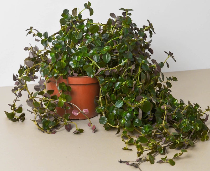 healthy-depressa-sao-paulo-pilea.jpg