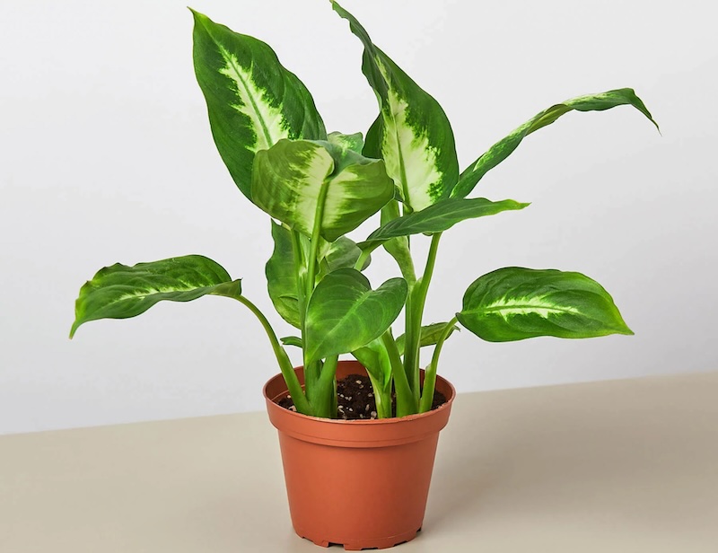 healthy-dieffenbachia-camille.jpg