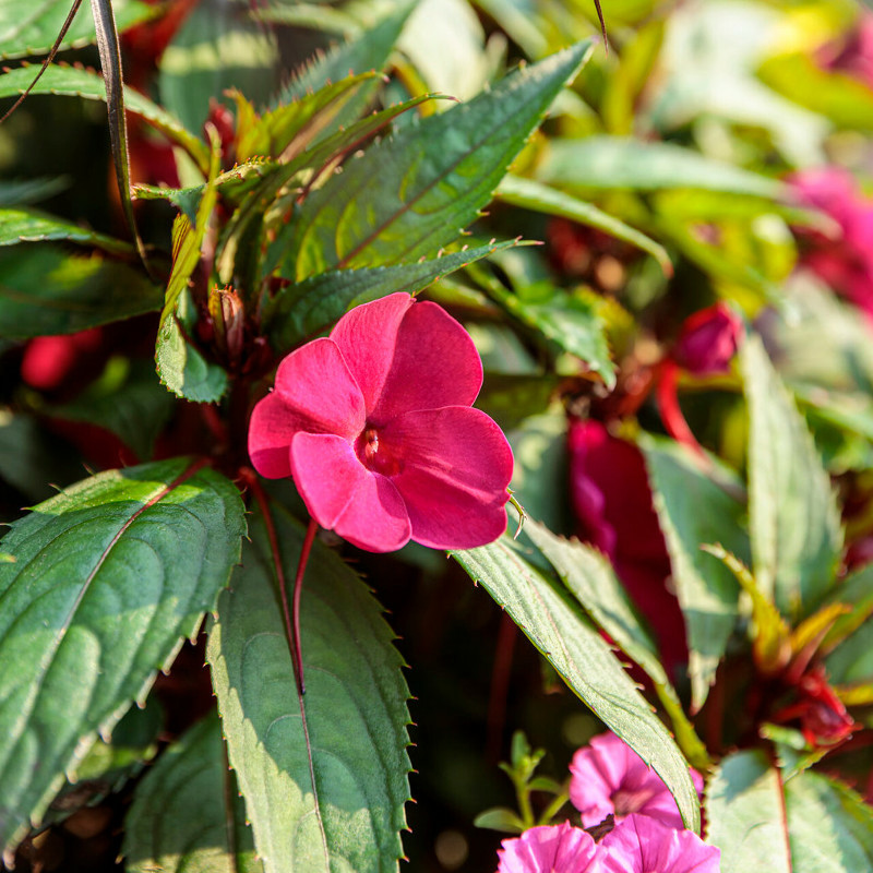 healthy-impatiens-foliage-and-flower-buds.jpg