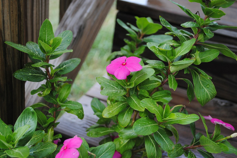 healthy-impatiens-plant-recently-watered.jpg