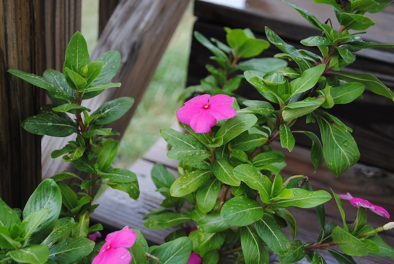 healthy-impatiens-stems-can-be-used-for-cuttings.jpg