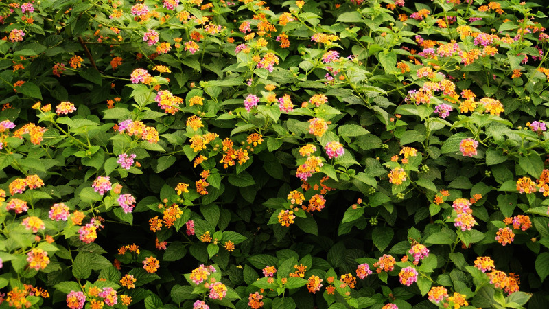 healthy-lantana-plants-covered-in-blooms.jpg