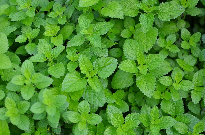 healthy-lemon-balm-leaves.jpg